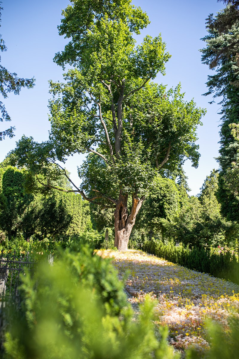 Pogrzeb ekologiczny z trumną